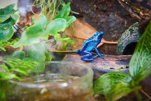 Vibrant blue poison dart frog in a lush greenhouse terrarium, Muncie, Indiana, 2023 - A representation of biodiversity and exotic wildlife conservation