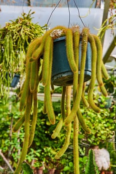 Vibrant Rat Tail Cactus in weathered blue pot hanging in sunny Muncie, Indiana greenhouse, illustrating botanical beauty and sustainable living