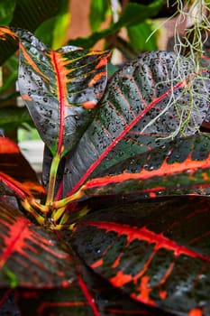 Close-up view of tropical foliage with a vibrant leaf displaying red veins, under the fresh dew in a Muncie, Indiana conservatory, 2023.