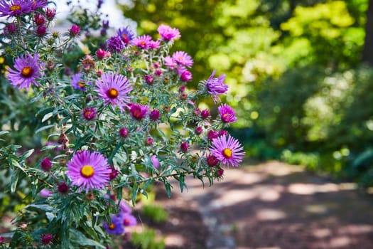 Vibrant Purple and Pink Asters in Full Bloom in Botanic Gardens, Elkhart, Indiana, 2023 - Serene Nature Backdrop with a Dreamy Bokeh Effect