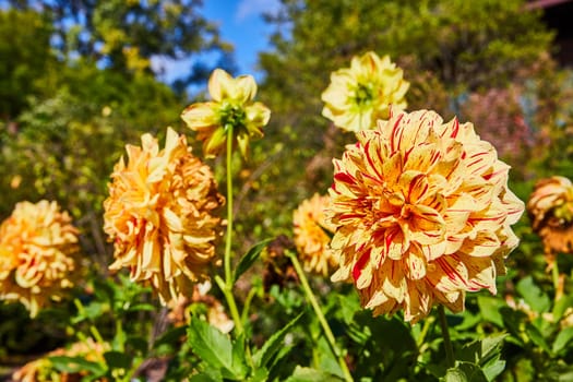 Vibrant Dahlias in Full Bloom at Elkhart Botanic Gardens, Indiana 2023, Hinting at Nature's Cycle of Growth and Renewal