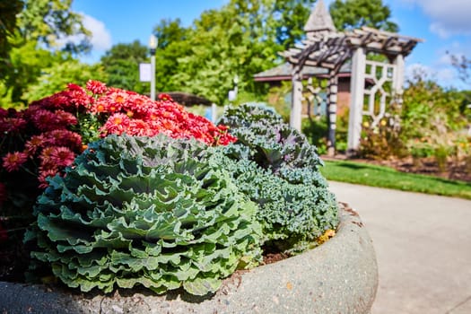 Vibrant ornamental kale and red chrysanthemums in botanic garden with wooden trellis backdrop, Elkhart, Indiana, 2023