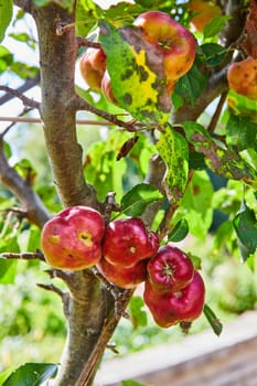 Organic apples ripening in Indiana's Botanic Gardens, showcasing the beauty of natural growth and sustainable farming.