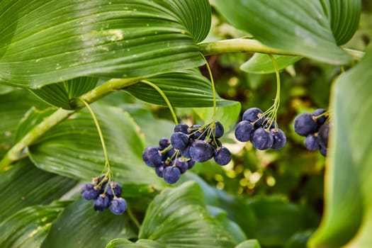 Ripe Purple Berries Amidst Lush Green Leaves in Elkhart Botanic Gardens, Indiana, 2023 - A Symbol of Organic Harvest and Natural Wellness