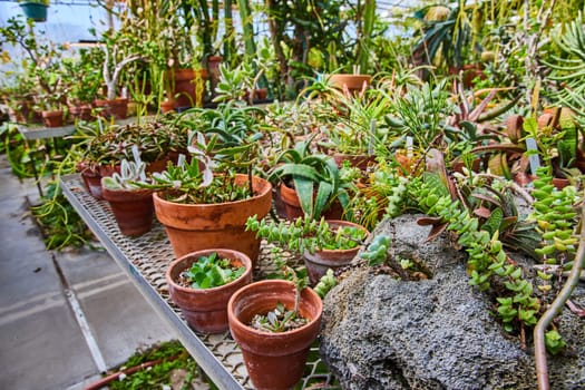 Lush variety of succulents and cacti in a rustic greenhouse setting, Muncie, Indiana, 2023 - an inspiration for indoor gardening and plant care.