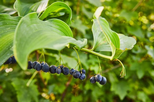 Ripe Blueberries on Lush Green Plant in Daylight, Botanic Gardens, Indiana, 2023