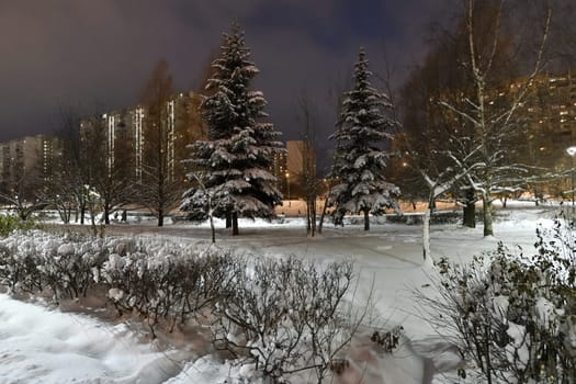 Winter cityscape with multi-storey residential buildings and snow covered fir trees in Moscow, Russia