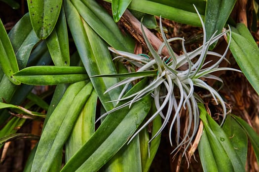 2023, Close-up of a vibrant white air plant nestled in lush green tropical foliage in a Muncie, Indiana conservatory