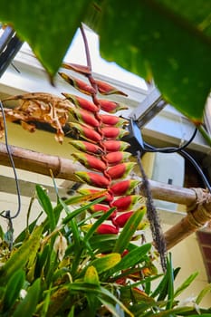 Vibrant heliconia plant with lobster-claw bracts, thriving in a conservatory garden in Muncie, Indiana, 2023