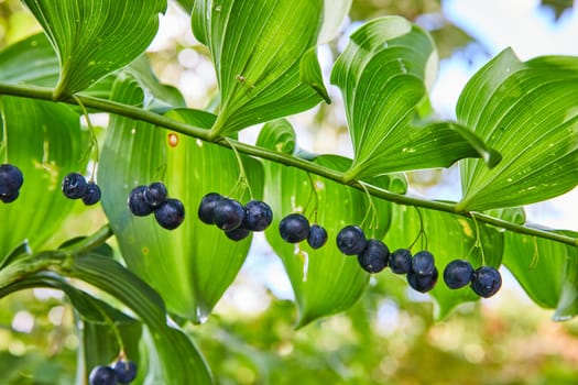 Ripe Blueberries Hanging on Branch in Botanic Gardens, Elkhart Indiana 2023, Emphasizing Organic Growth and Nature's Beauty
