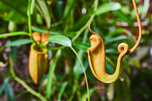 Tropical Pitcher Plant in Muncie Conservatory, Indiana - A Vivid Close-up of Carnivorous Nepenthes amidst Green Foliage
