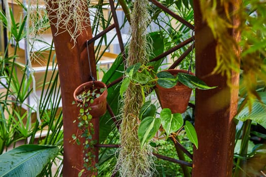 Vintage Terracotta Pots in Lush Indoor Garden in Muncie Conservatory, Indiana, 2023 - A Serene Blend of Nature and Human-made Elements