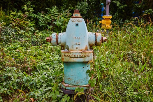 Vintage Blue Fire Hydrant Amidst Greenery in Rural Indiana, Symbolizing Decay and Resilience, 2023 Art Center