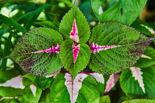 Close-up of vibrant coleus leaves in Muncie conservatory, Indiana, exhibiting a rich tapestry of green, deep purple and vivid pink - a display of nature's ornamental artistry in gardening.