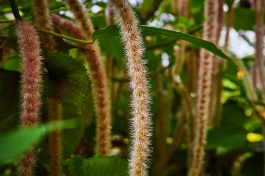 Close-up of Pink Catkins Among Green Foliage in a Tropical Greenhouse in Muncie, Indiana