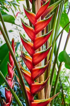 Vibrant red heliconia flower, also known as lobster-claw, in a lush tropical conservatory in Muncie, Indiana, illustrating exotic plant biodiversity.