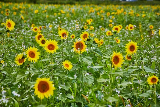 Sunflower Expanse in Goshen, Indiana - A Vibrant Field of Yellow Blooming Flowers