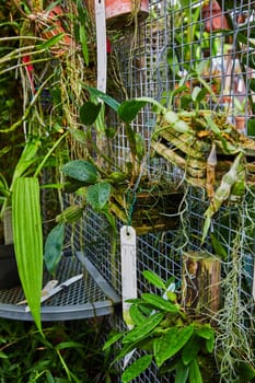 Vibrant display of orchids and epiphytic plants in a Muncie, Indiana conservatory, showcasing natural beauty and horticultural organization.