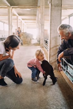 Farmer man and mother watching little girl trying to hug baby goat. High quality photo