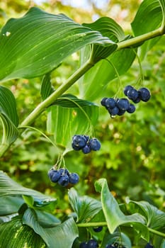 Daytime close-up of lush Solomon's Seal plants with ripe berries in Botanic Gardens, Elkhart, Indiana, 2023, exhibiting nature's vitality and serenity
