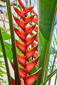 Bright Heliconia Plant in a Muncie Conservatory, Indiana, 2023 - Vivid Colors of Tropical Flora in a Greenhouse