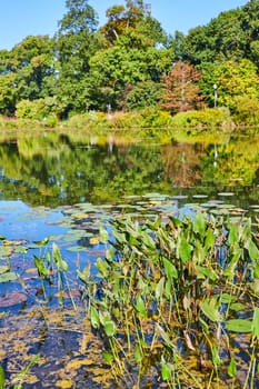 Daytime Tranquility at Elkhart Botanic Gardens, Indiana - Freshwater Pond Ecosystem with Autumn Foliage and White Heron