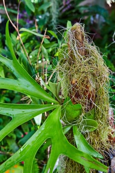 Vibrant staghorn fern thriving in a Muncie conservatory, Indiana in 2023, showcasing tropical ambiance and intricate beauty of horticulture.