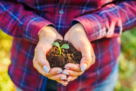 Woman holding in her hands green sprout seedling in soil. Concept of Earth day, organic gardening, ecology, sustainable life