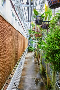 Lush Greenhouse Walkway in Muncie, Indiana Conservatory, Showcasing Vibrant Tropical Plants and Industrial Infrastructure, Illuminated by Natural Daylight, 2023