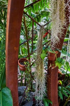 Verdant Oasis in Muncie Conservatory, Indiana - Rustic Metalwork Intertwined with Lush Greenery in a 2023 Greenhouse Garden
