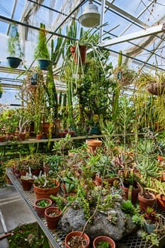 Lush Greenhouse Interior in Muncie, Indiana Illuminated by Daylight, Overflowing with Variety of Potted Plants, Symbolizing Growth and Sustainability