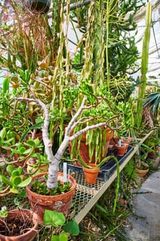 Exotic succulents and cacti in a vibrant greenhouse setting, Muncie, Indiana, 2023 - a perfect depiction of indoor gardening and botanical care.
