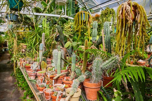 Lush greenhouse in Muncie, Indiana, brimming with a diverse collection of cacti and succulents, bathed in warm natural daylight.