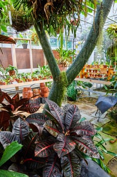 Vibrant greenhouse scene in Muncie, Indiana featuring a lush array of tropical plants, a prominent burgundy-leaved plant, and a tree adorned with orchids and ferns, 2023.