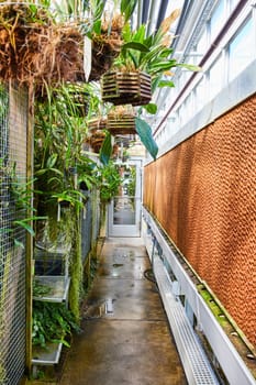 Lush Greenhouse Corridor in Muncie, Indiana Conservatory, Teeming with Tropical Plants and Orchids, 2023
