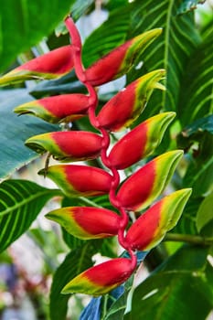 Vibrant Heliconia flower with unique chain-like bracts in a lush greenhouse setting, Muncie, Indiana, 2023