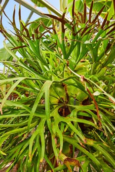 Close-up of a vibrant Staghorn fern in a Muncie, Indiana greenhouse, showcasing unique leaf textures and growth stages