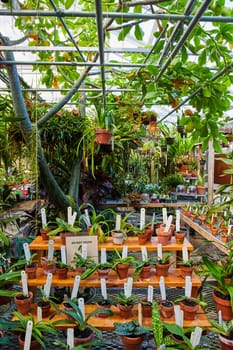 Bountiful biodiversity inside a meticulously arranged Muncie, Indiana greenhouse, bathed in natural light, with an eye-catching DO NOT TOUCH sign amidst the verdant foliage, 2023.