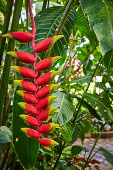 Heliconia Flower in a Lush Greenhouse Garden, Muncie Indiana 2023 - Breathtaking Tropical Botanical Beauty