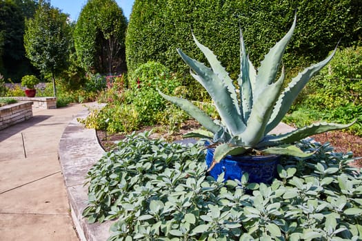 Sunny Day at Elkhart Indiana Botanic Gardens Featuring Majestic Agave Plant in Vibrant Blue Pot Amid Lush Greenery