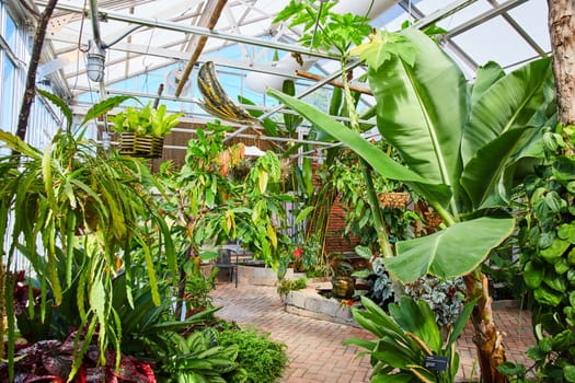 Lush Greenhouse Interior in Muncie, Indiana, 2023 - A Tranquil Paradise of Tropical Plants under Glass Roof