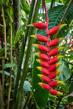 Vibrant Heliconia flower with lobster-claw shaped bracts in a lush tropical setting at Muncie conservatory, Indiana, 2023