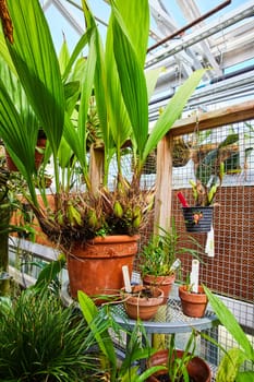 Lush greenhouse interior in Muncie, Indiana, showcasing a diversity of healthy tropical plants and orchids in decorative terracotta pots, 2023