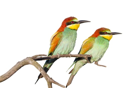 colorful bee-eater birds sitting on a branch isolate, birds, signs and symbols