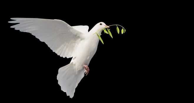 white dove flies with an olive branch in its beak isolate on black, birds, signs and symbols