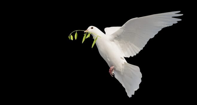 white dove in flight with a green branch in its beak isolate on black, birds, signs and symbols