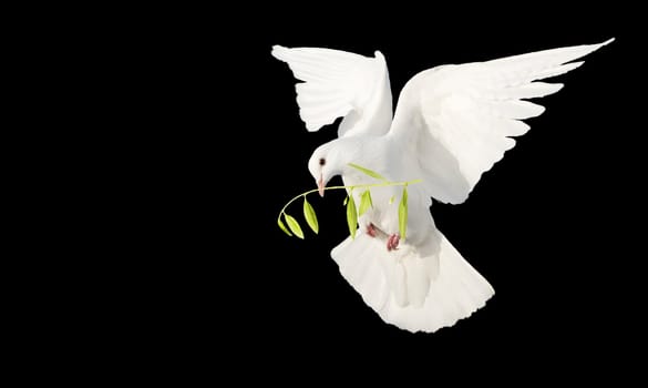 white dove in flight with an olive branch in its beak isolate on black, birds, signs and symbols