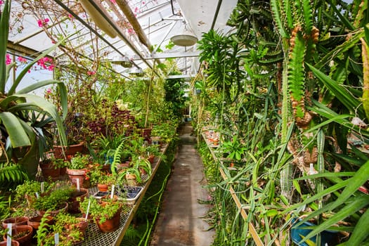 Sunlit Greenhouse Interior with Diverse Plant Collection in Muncie, Indiana, 2023