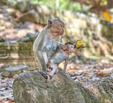Macaque monkeys, Macaca fascicularis fascicularis, mum and baby eating banana at Angkor by day, Siem Reap, Cambodia