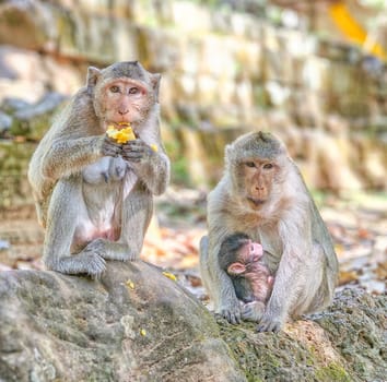 Macaque monkeys, Macaca fascicularis fascicularis, mums and baby standing on a rock at Angkor by day, Siem Reap, Cambodia